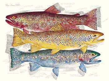 Three Brown Trout 