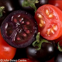 purple tomatoes