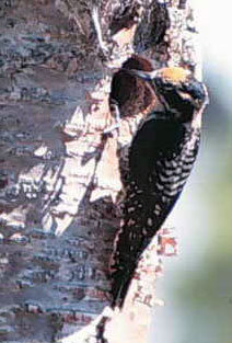 Three-toed woodpecker