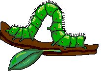 caterpillar