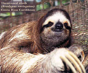 Three-Toed Sloth