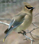 waxwing