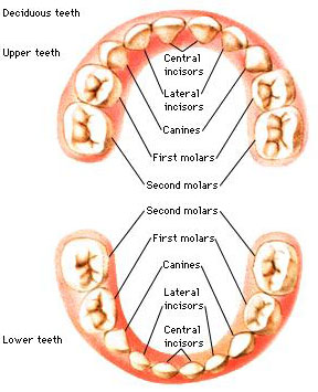 Teeth