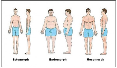 3D shapes of three lower body types.
