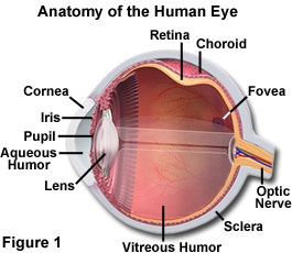 human eye