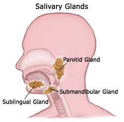 salivary glands