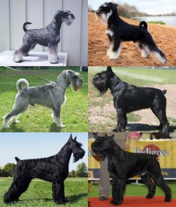 Schnauzer Size Montage