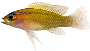 12Lipogramma trilineatum, Adult (Threeline Basslet) sm  