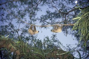 Bradypus variegatus (Three-Toed Sloth), Marcos Guerra, 2001 sm   